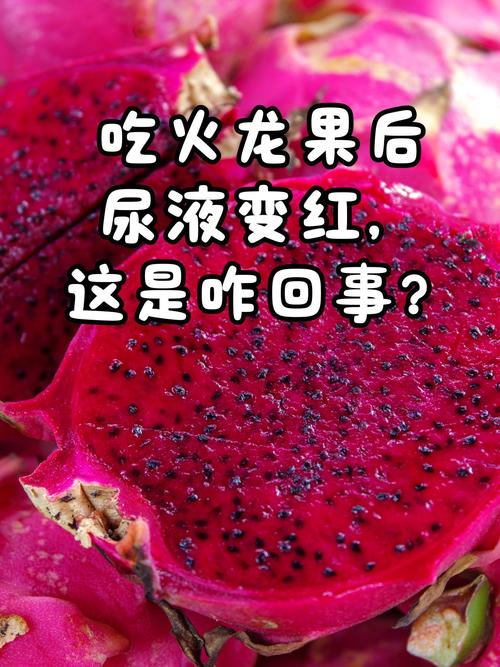 狗狗吃红心火龙果后尿为什么是红色的?