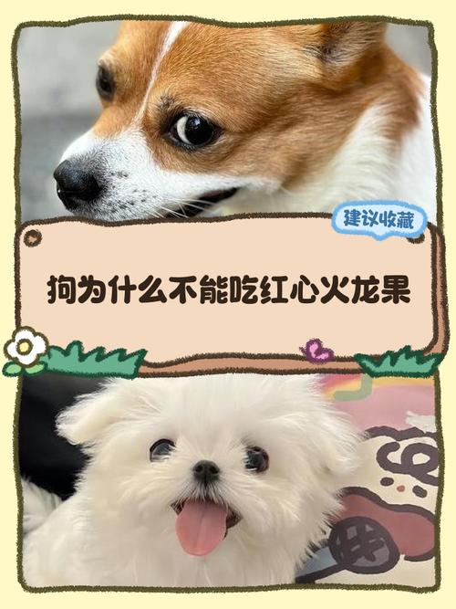 狗狗可以吃火龙果吗红心的