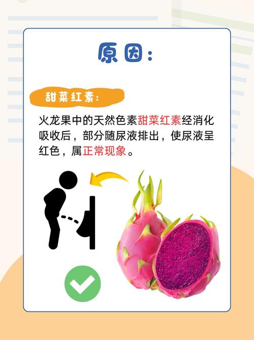 狗吃火龙果是什么意思