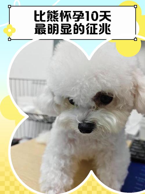 狗狗怀孕10天最明显的征兆