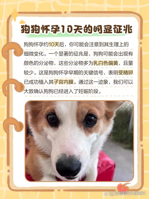 怎么辨别狗狗怀没怀孕