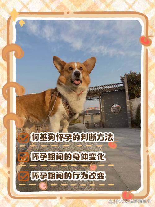 看水门判断狗狗是否怀孕