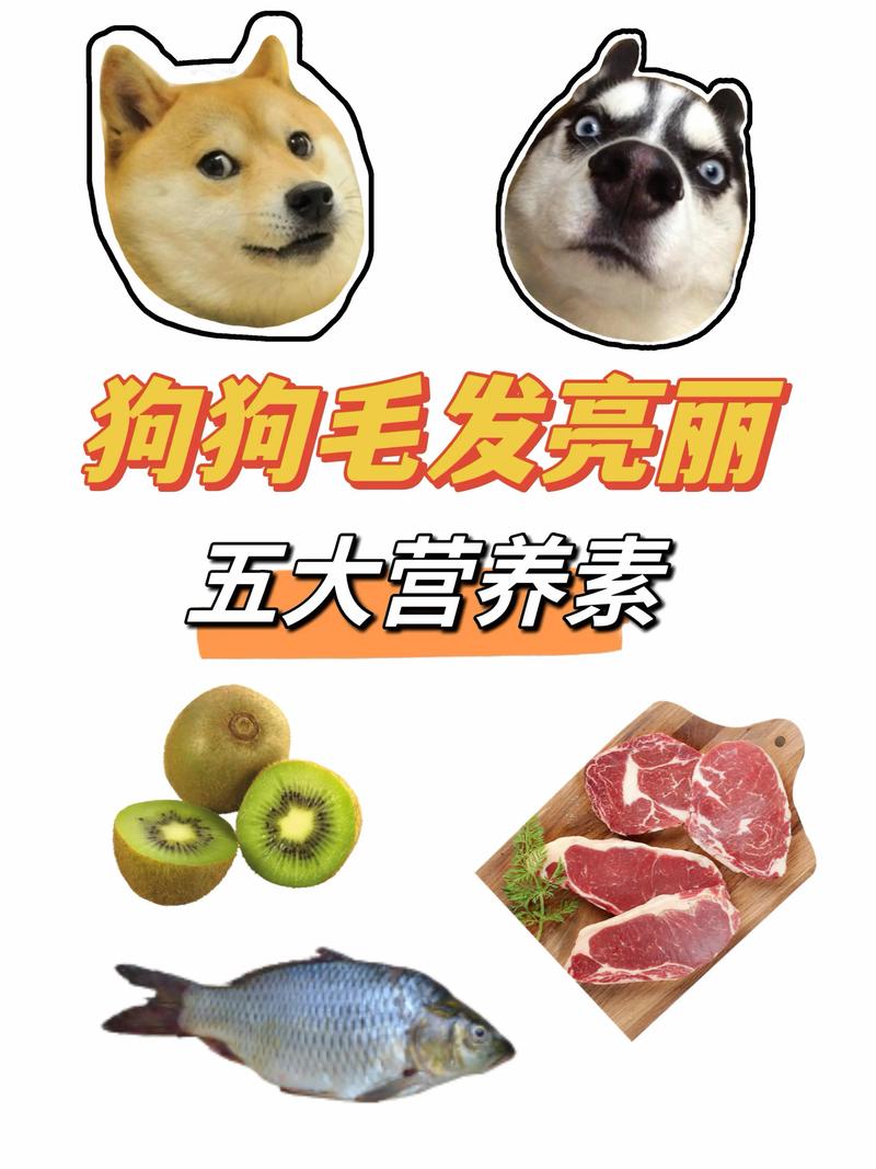 狗换毛期间吃什么对长毛好