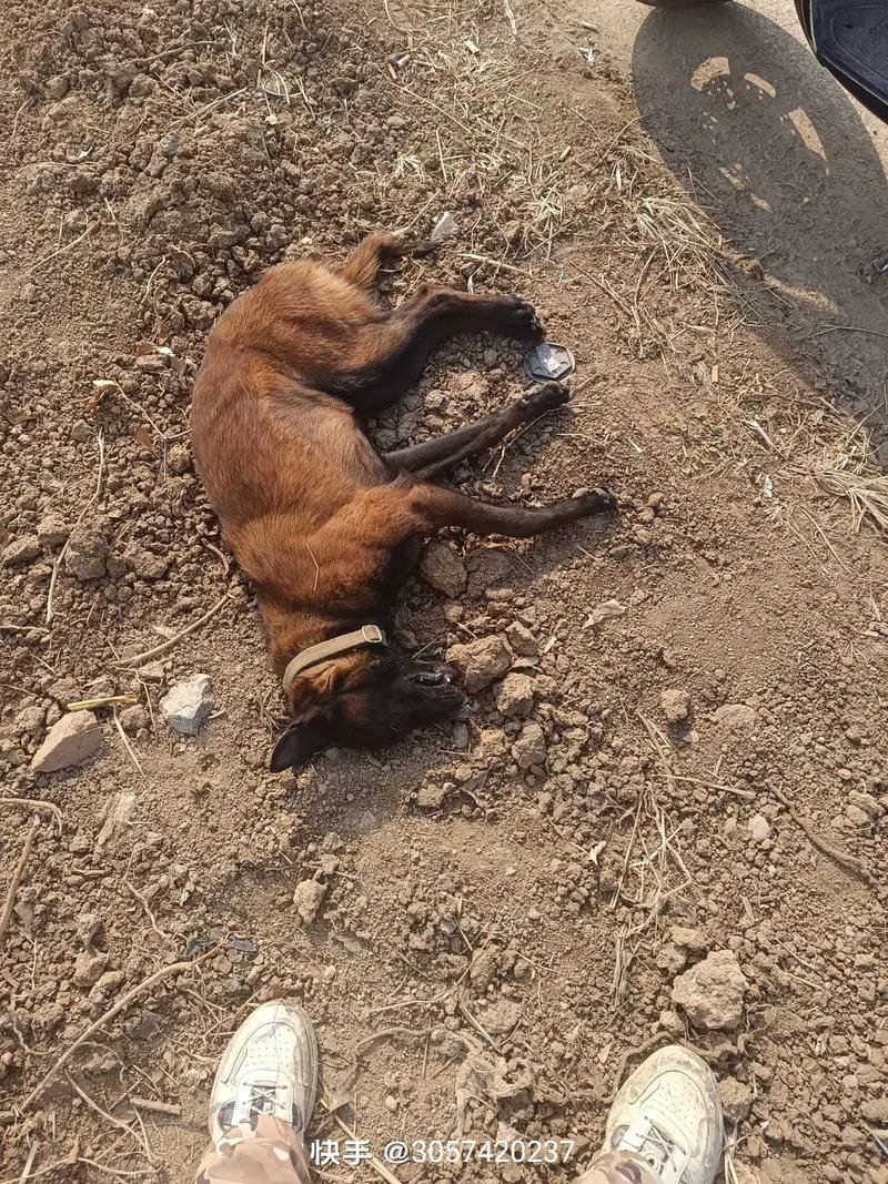 狗被撞吃什么药