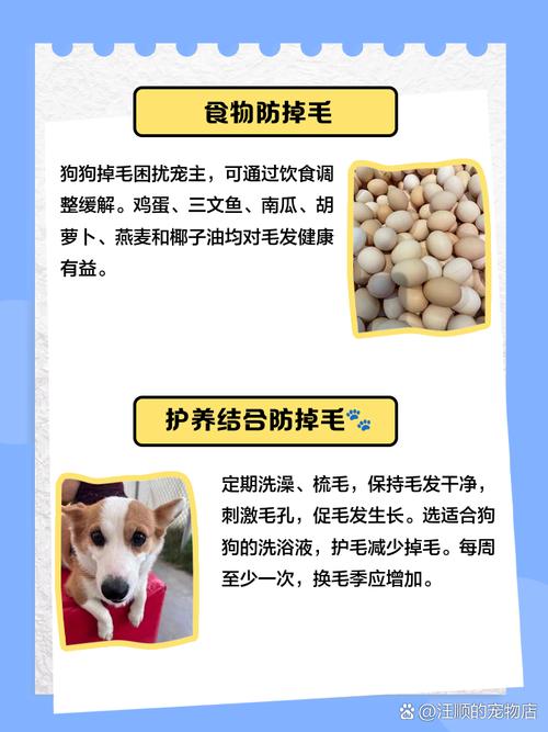 狗换毛期间吃什么对长毛好