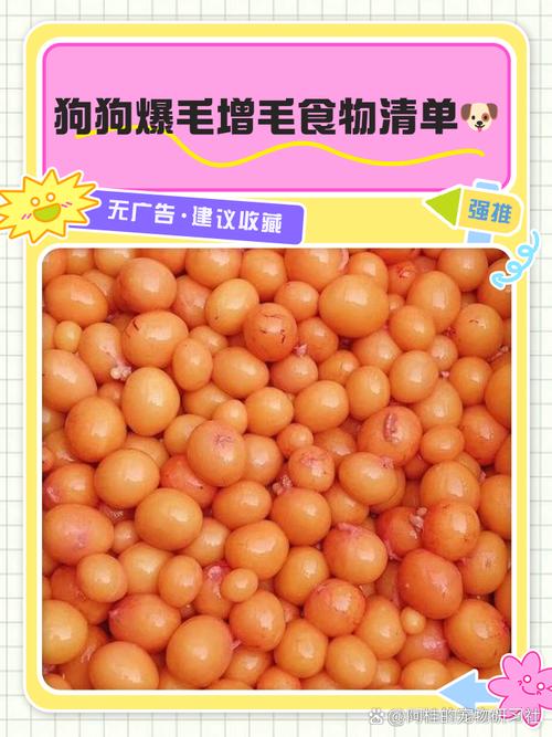 换毛期比格犬吃什么好