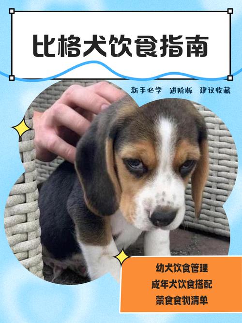 狗狗换毛期注意事项