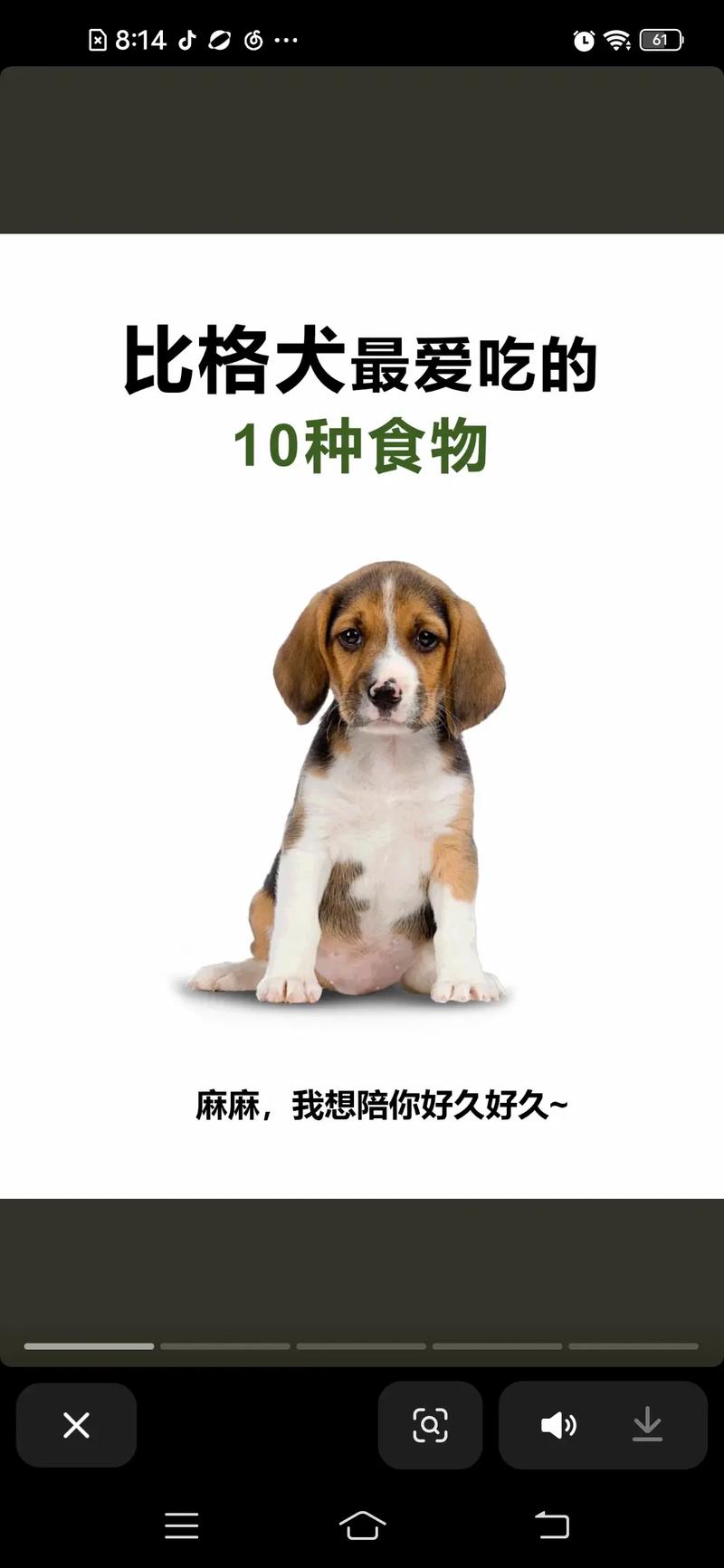 又到了狗狗换毛期,主人需要注意哪些事项?