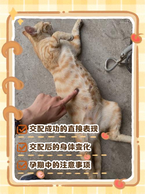 猫乳头变红是怀孕吗