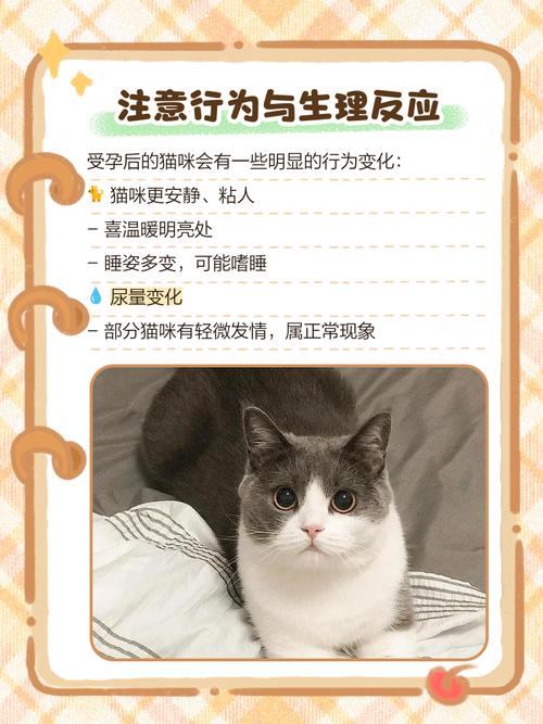 猫咪配种之后总爱睡觉