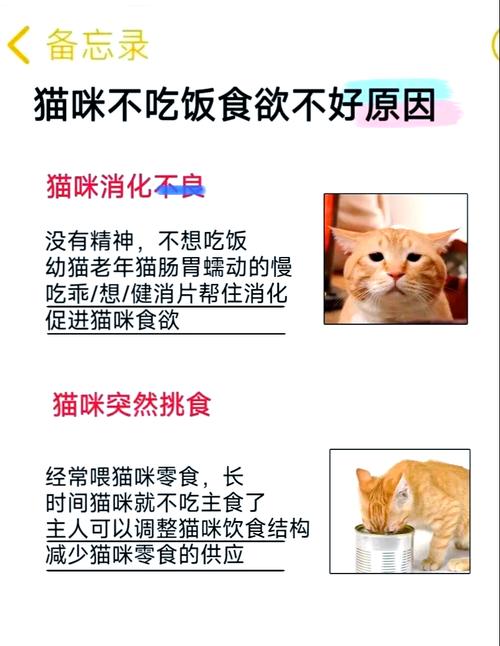 猫咪不爱吃东西怎么回事