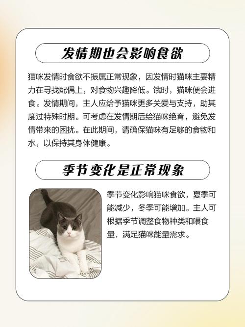 猫咪为什么不爱吃东西了?