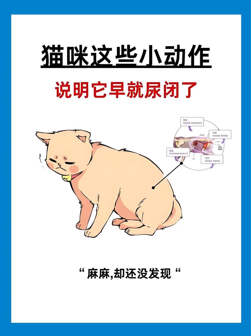 赶紧收藏起来,在家中也可以自救猫咪的尿闭