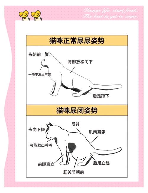猫闭尿在家怎么帮助它排尿