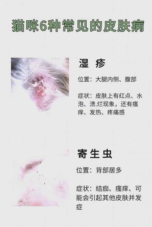猫咪有哪些常见的皮肤病,应该怎么预防和治疗?