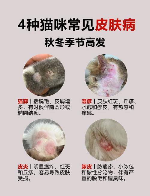 如何治愈猫咪皮肤病