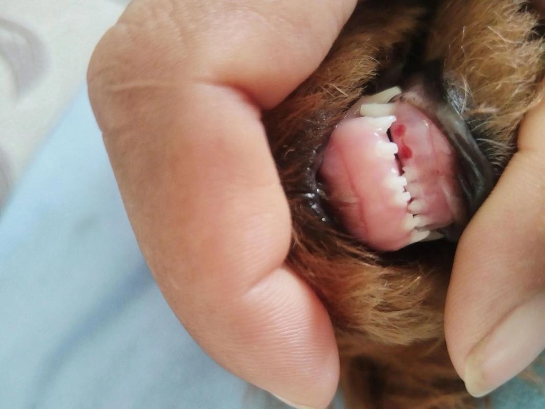 狗狗牙齿松动能恢复吗