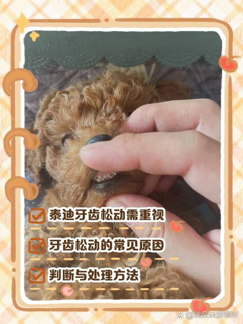 狗牙齿被撞松动多久自愈