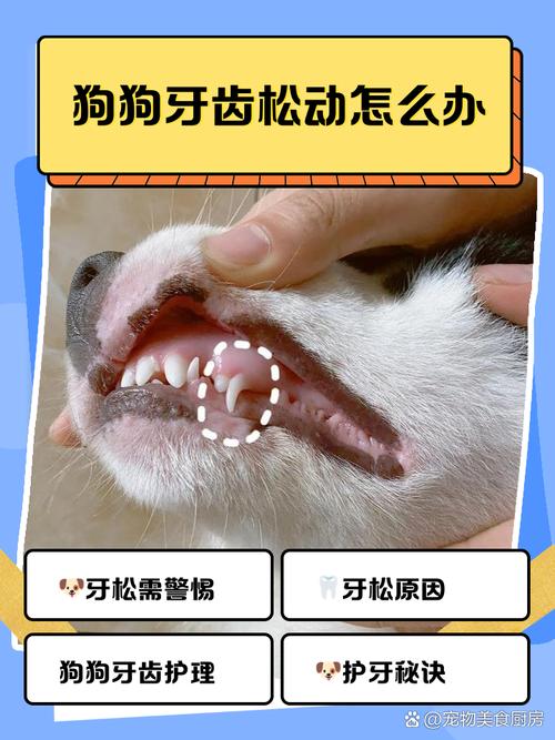 狗牙松动要不要拔