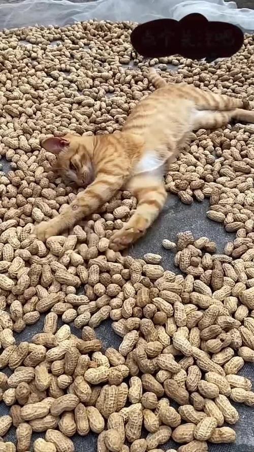 猫为什么吃花生米