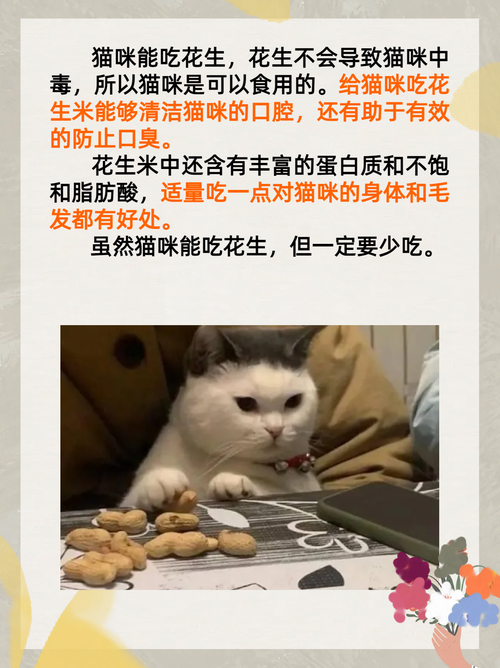猫能吃花生吗?