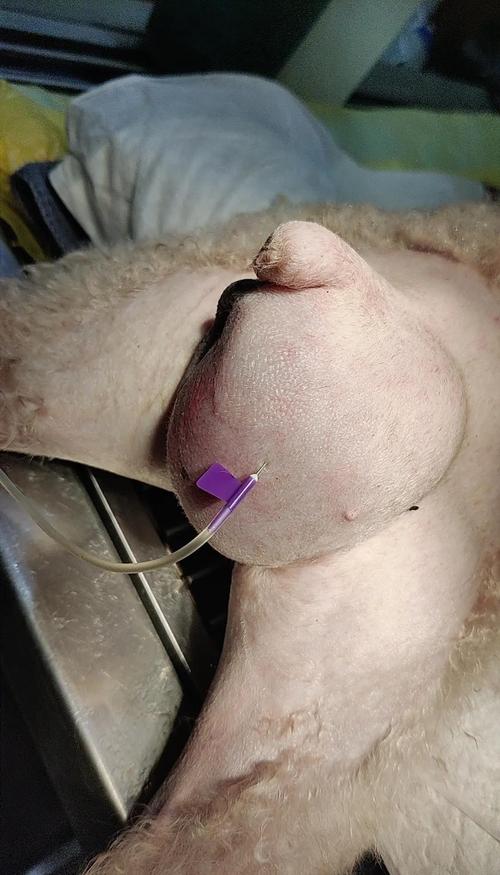 狗狗得疝气可以自愈吗?