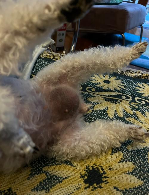 老年狗狗疝气不能手术怎么办