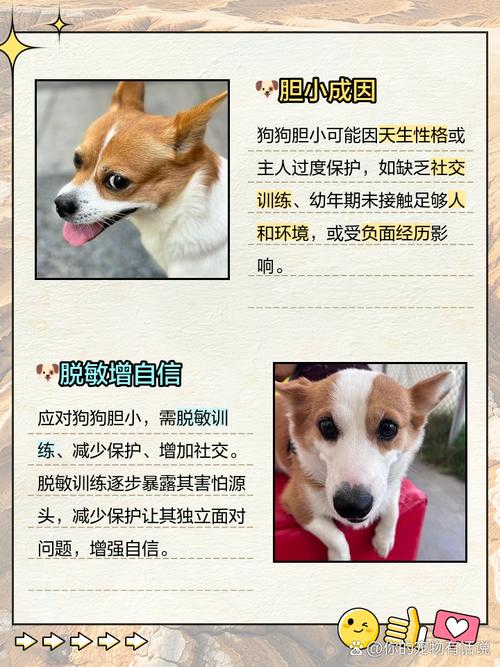 狗狗太胆小甚至怕主人怎么办?