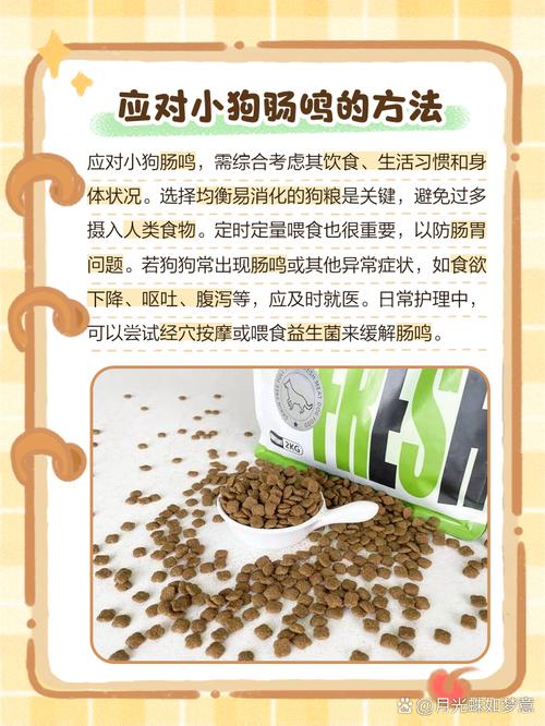 狗狗肠鸣音很响是怎么回事?