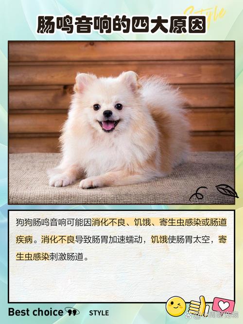 狗狗不停的肠鸣但不拉稀是怎么回事?