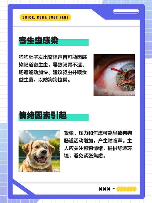 狗狗不停的肠鸣但不拉稀是怎么回事