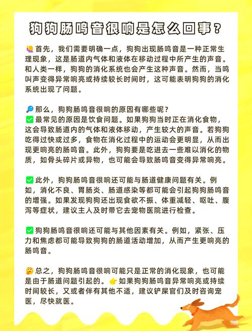狗狗肚子有肠鸣音,你需要知道的三件事