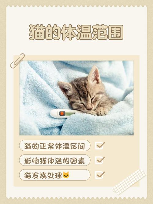 猫咪体温正常是多少