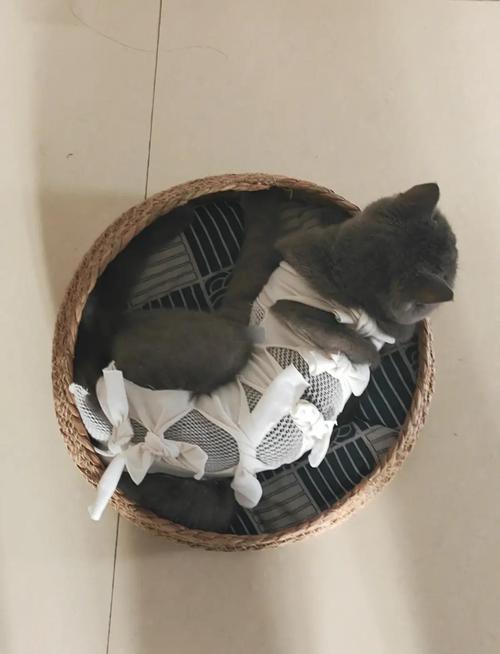 猫绝育不缠纱布没事吗?猫咪绝育后几天可以脱掉手术衣