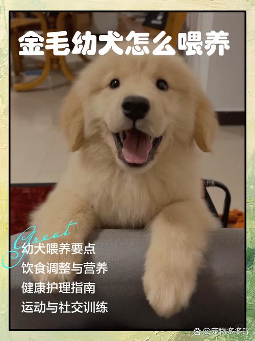 金毛狗狗该怎么养?