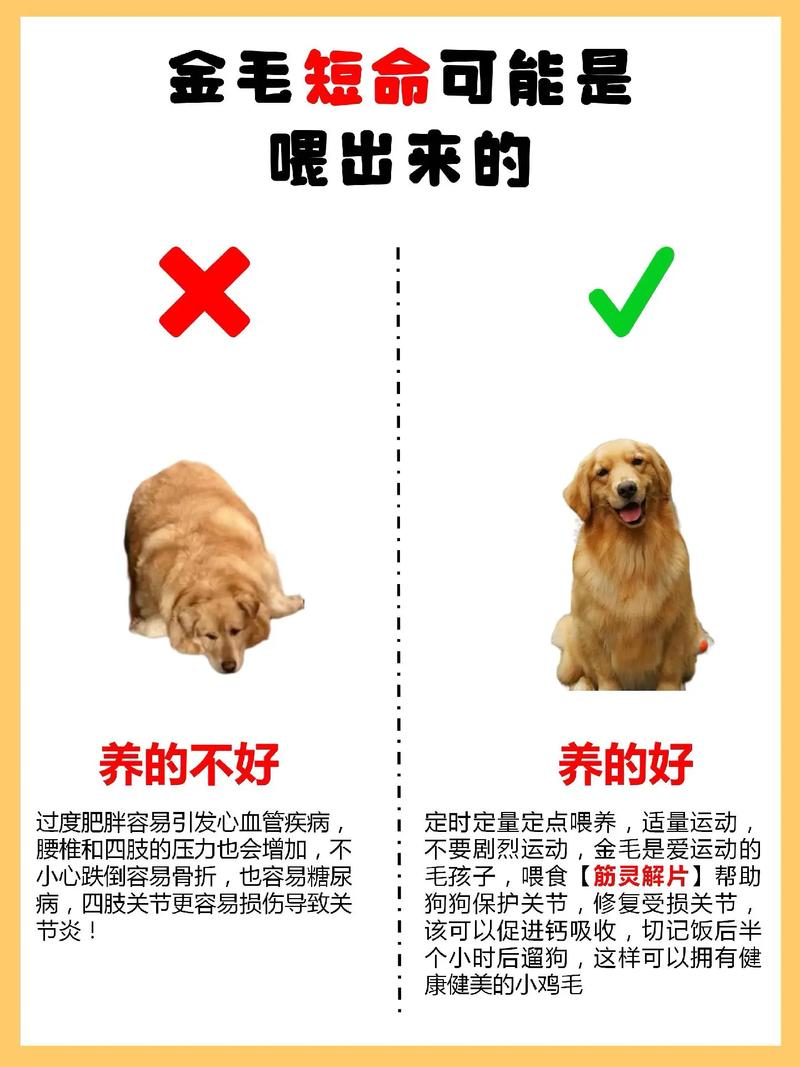 金毛狗狗怎么养