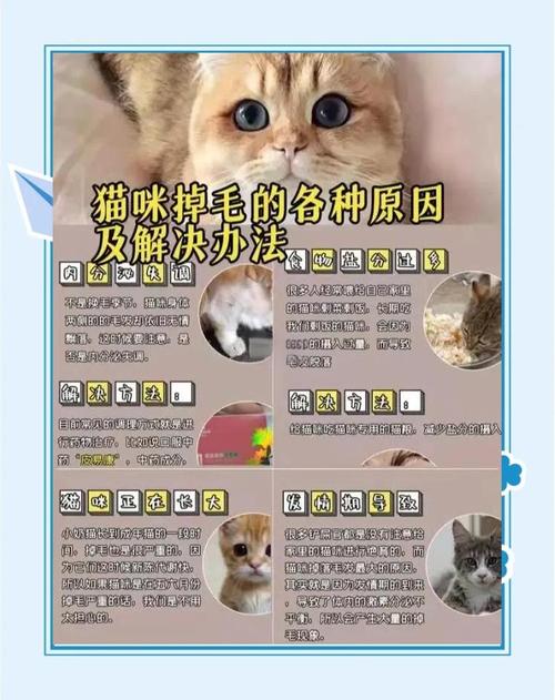 小猫咪掉毛厉害是怎么回事?