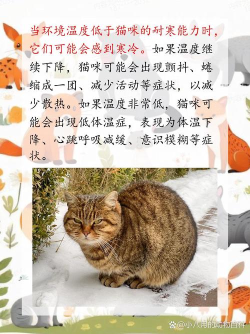 三个月猫咪一般多少度觉得冷