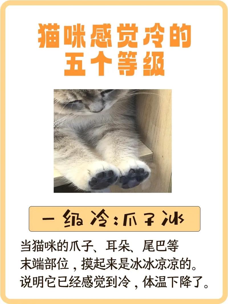 猫咪一般多少度觉得冷?