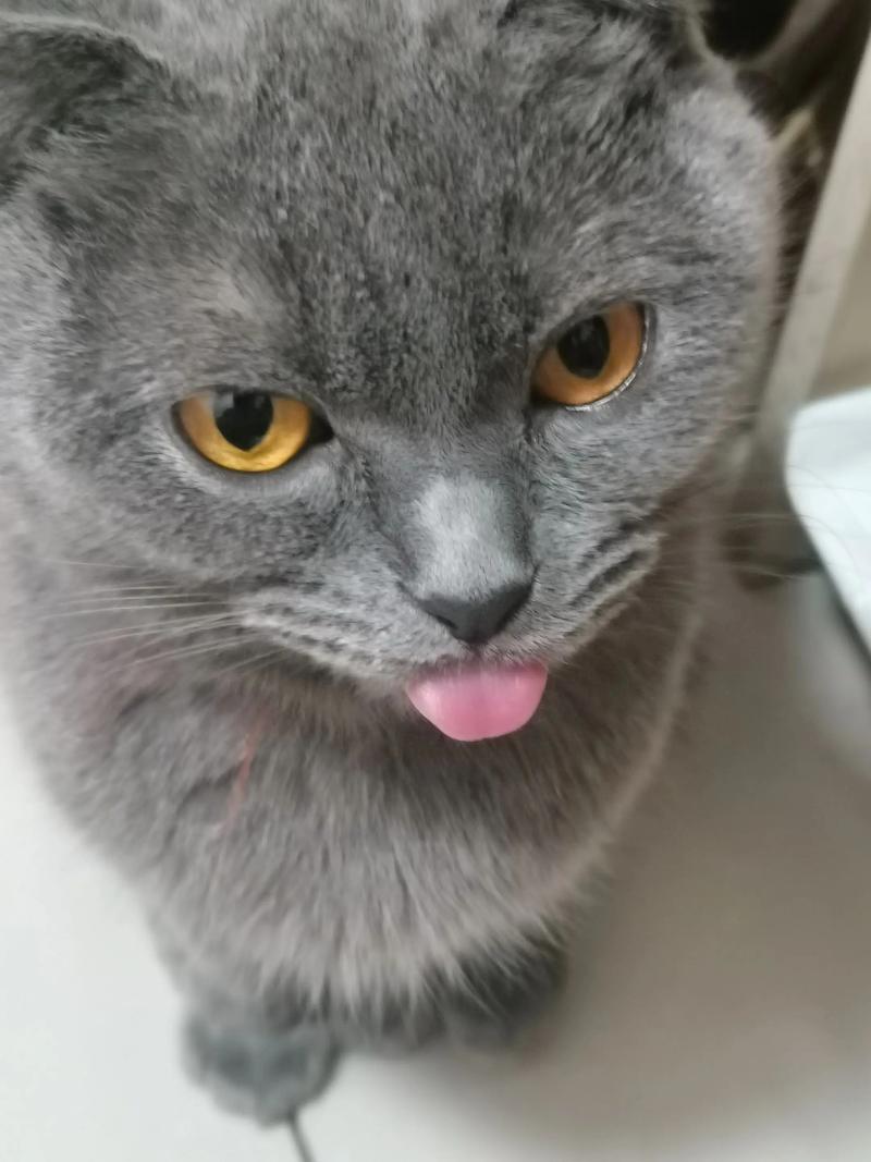 猫睡觉为什么吐舌头
