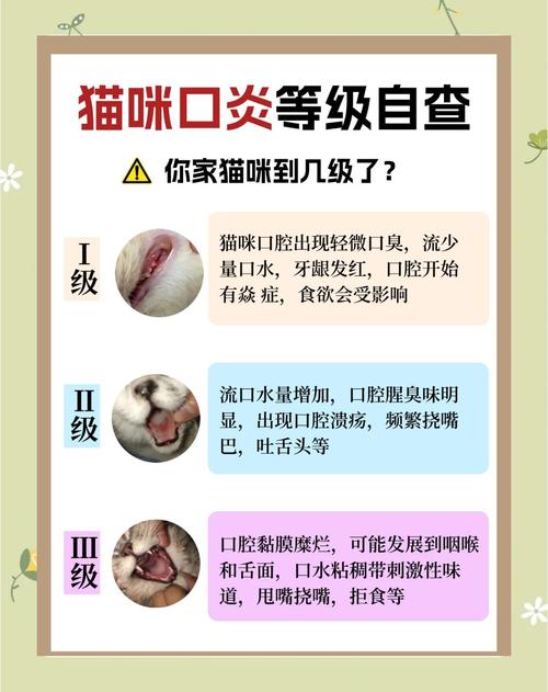 猫口腔炎的症状
