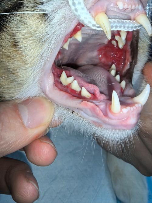 猫咪口腔炎症状