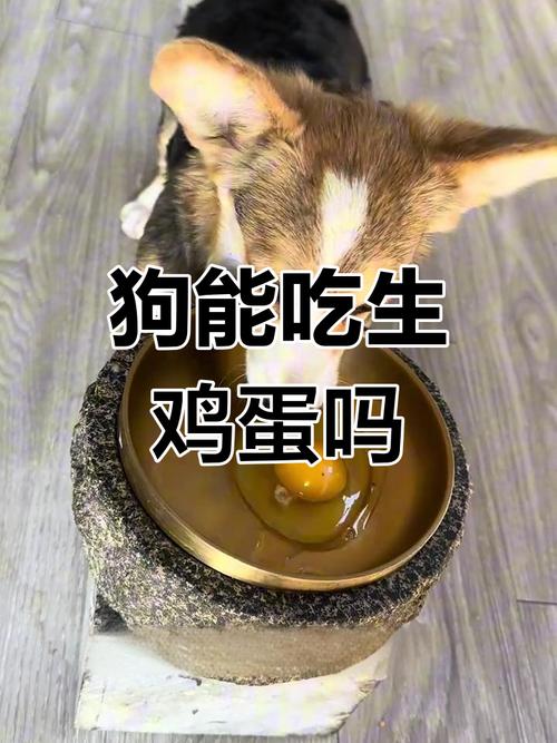 狗狗吃生鸡蛋会有事吗