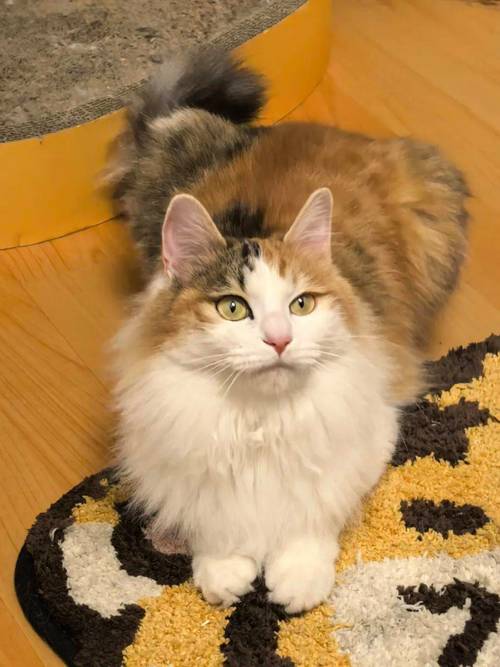 猫发情期间能做绝育手术吗?