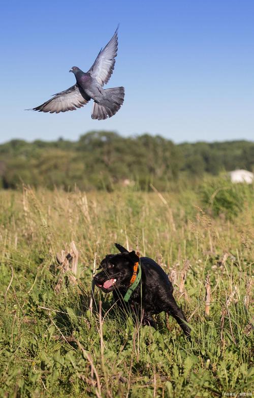 为什么狗狗不吃鸟肉