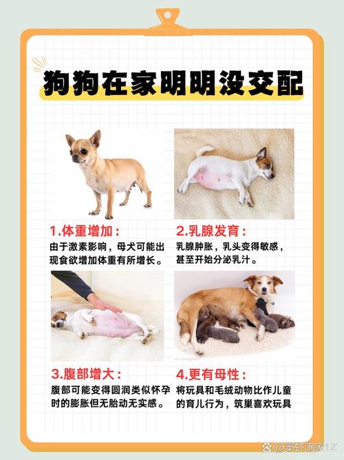 养两只狗一公一母怎么防止怀孕