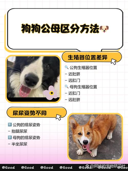 狗狗事后怎样避免怀孕?