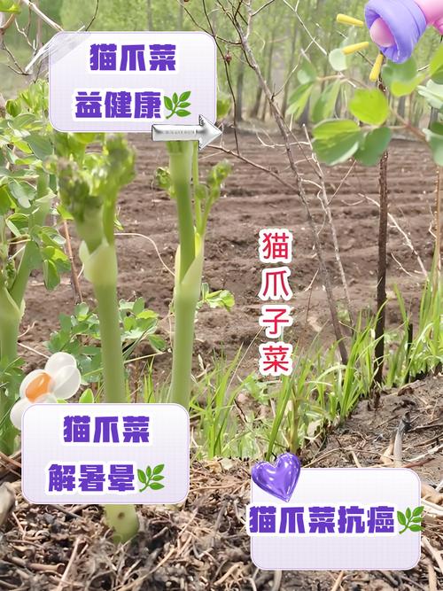 猫咪吃瓜子对身体有什么好处