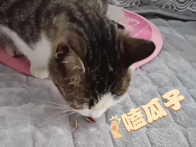 我们家的猫喜欢吃瓜子,为什么?