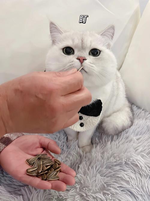 我家猫非常爱吃瓜子仁,怎么回事?有好处吗?